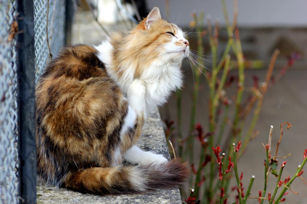 La Maison Des Chats Saint-Mary-le-Plain Exteriér fotografie