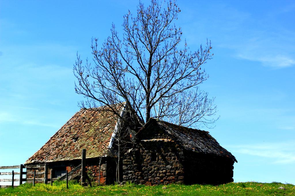 La Maison Des Chats Saint-Mary-le-Plain Exteriér fotografie
