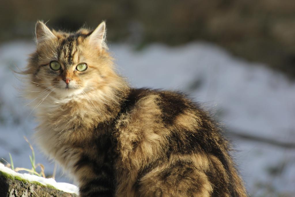 La Maison Des Chats Saint-Mary-le-Plain Exteriér fotografie